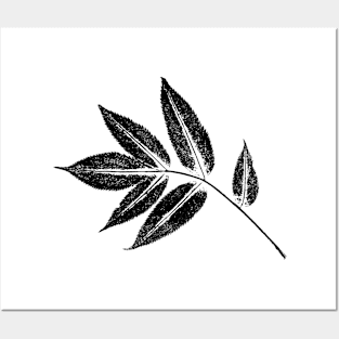 Ash Tree Leaf - Botanical Imprint Posters and Art